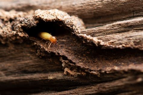 白蟻 不 吃 的 木頭